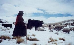 PUNO: MÁS DE 16 MIL ANIMALES MURIERON POR NEVADA EN CARABAYA