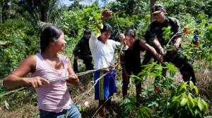 PUNO: TRANSFERIRÁN MÁS DE S/ 6 MILLONES PARA AMPLIAR CULTIVOS DE CAFÉ Y CACAO