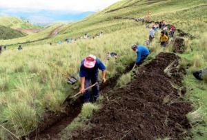 QUELLOUNO INICIÓ IMPORTANTE PROYECTO DE REFORESTACIÓN