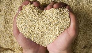 Quinua: del supergrano andino a ingrediente estratégico global