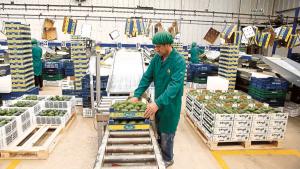 Récord: entre enero y octubre, se registraron 2.562 agroexportadoras