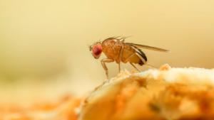 Recuperar el patrimonio sanitario del Perú: la mosca de la fruta y el riesgo de retroceder lo avanzado
