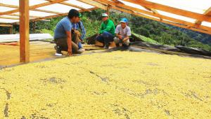 Red Fox Coffee compró 1.680 kilos de café en grano a agricultores de Huánuco