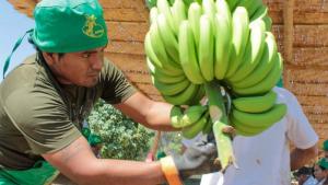 Refuerzan acciones en Piura para proteger el banano frente al Fusarium R4T