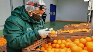 Regiones de costa y selva lideraron agroexportaciones peruanas en primer cuatrimestre de 2025