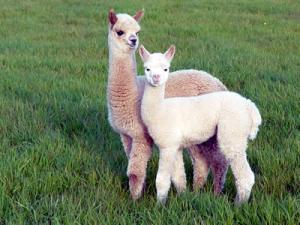 REPRODUCEN ALPACAS EN VIENTRES DE LLAMAS