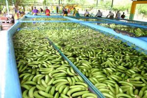 REPÚBLICA DOMINICANA: MÁS DEL 80% DE LA PRODUCCIÓN DE BANANO ES ORGÁNICO