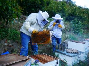 Resaltan rentabilidad del negocio de alquiler de colmenas para polinización y la venta de abejas reinas