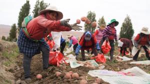 Retos para el desarrollo de la agroindustria de la papa blanca en el Perú