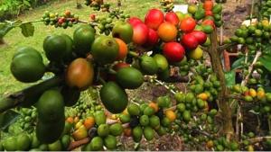 RUNAKAY KAFFEE APUNTA AL MERCADO ALEMÁN Y JAPONÉS