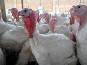 SAN FERNANDO: VENTAS DE PAVO SE INCREMENTARÍAN EN 5% 