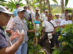 SAN MARTÍN: RESTAURAN SUELOS PARA MEJORAR PRODUCCIÓN DEL CAFÉ