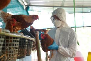 Se aprueban los lineamientos para vacunación contra la influenza aviar en aves de domésticas