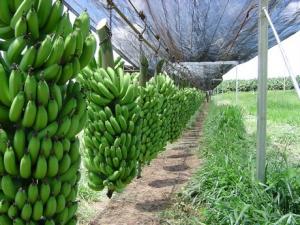 SE ENCARECEN LAS BANANAS EN EL MERCADO MUNDIAL