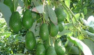 Se espera mayores volúmenes exportados de palta fresca tardía