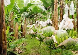 SE INCREMENTA EL CULTIVO DE BANANO ORGÁNICO EN EL VALLE VIEJO DE OLMOS