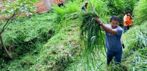 SE PUEDE CONVIVIR CON LA MALEZA BENÉFICA EN LOS CULTIVOS FRUTALES, HORTÍCOLAS Y ORNAMENTALES