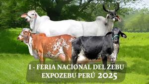 Se viene la I Feria Nacional del Ganado Zebu “Expo Zebu Perú 2025”
