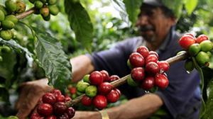 Sector cafetalero busca reactivarse pero costos de producción y una inadecuada implementación del plan de renovación de cultivares lo retienen