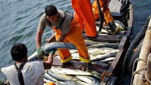 Sector pesca aportará 1% a la producción nacional este año