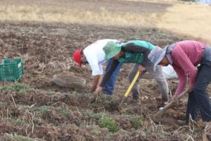 Seguridad Alimentaria y Agricultura Familiar en la Perspectiva de la Pandemia