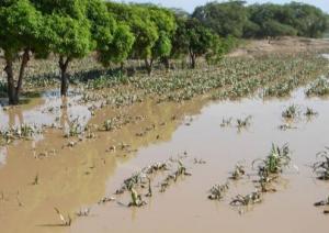 SEGURO AGRARIO CATASTRÓFICO CUBRIRÁ 600 MIL HAS AFECTADAS POR EL NIÑO