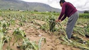 Seguro Agrícola Catastrófico cubrirá más de 8.000 hectáreas de cultivos en Ica