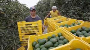Seis departamentos concentraron el 55.8% de la producción nacional de palta en abril de 2026
