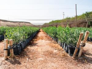 Sembrarán 10 millones de plantones en la Mancomunidad Regional de los Andes durante la campaña de reforestación y forestación 2020/2021