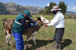 Senasa afina estrategia para el control de rabia en beneficio de más de 11 mil productores