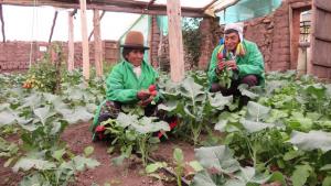 Senasa atiende a más de 2.3 millones de familias que viven de la agricultura