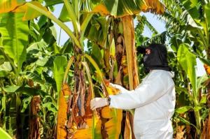 Senasa confirma brote de Fusarium Raza 4 Tropical en Piura