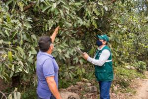 Senasa inició certificación de lugares de producción de palta en Bolívar