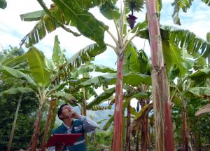 Senasa mantiene vigilancia fitosanitaria en cultivos de banano de comunidades nativas de Amazonas