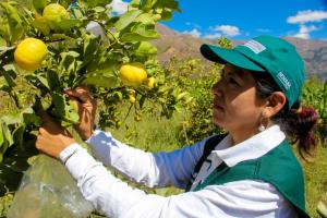 Senasa marca un hito internacional en la prevención de plaga de los cítricos 'Dragón Amarillo'