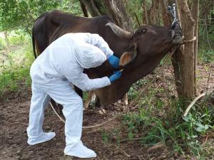 Senasa realizó simulacro para el control de fiebre aftosa en Amazonas