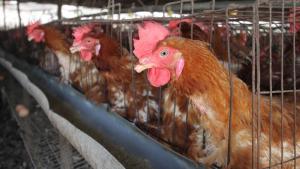 Senasa suspende importación de productos avícolas desde Brasil para prevenir ingreso de virus al país