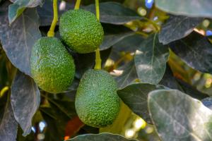 Senasa toma medidas inmediatas sobre los hallazgos de metales pesados en palta de exportación a Holanda