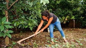 Senasa trabaja con agricultores para reducir nivel poblacional de mosca de la fruta en un 80%