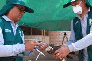 SENASA VACUNARÁ A  740 MIL AVES CONTRA ENFERMEDAD DE NEWCASTLE