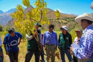 Senasa y productores de Áncash aplican estrategia para el control de plagas de palta Hass