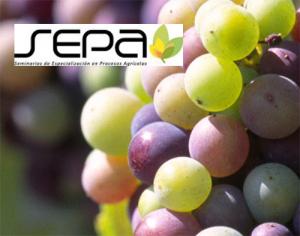 SEPA DE UVAS DE MESA 2011 – “PIURA SORPRESA PRODUCTIVA”