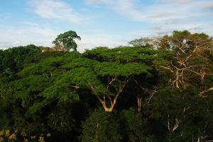 Serfor: “En marzo de 2020 contaremos con hoja de ruta para fortalecer el manejo forestal comunitario en el Perú”