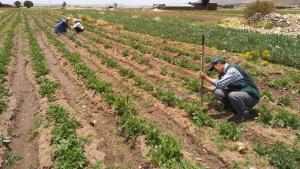 Servicios y plataformas del Midagri mantienen informados a productores sobre intenciones de siembra y precios en mercados