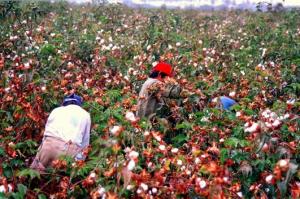 SIEMBRA DE ALGODÓN SE REDUCE EN 80% EN LAMBAYEQUE