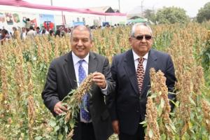 SIEMBRA DE QUINUA CRECERÍA MÁS DE 50% EN CAMPAÑA 2013/2014