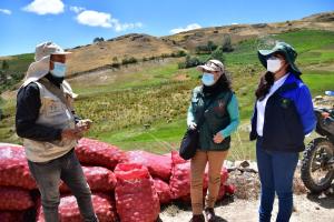 Siembran clones de papa para fritura y horneado en La Libertad