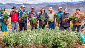 Siembran más de 200 mil quenuales para recuperar las cabeceras de cuenca en Áncash