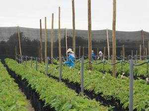 SIEMBRAN PRIMEROS PLANTONES EN TIERRAS DE OLMOS