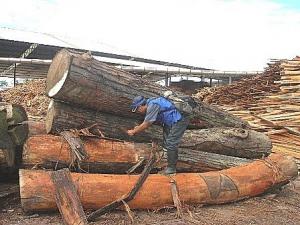 SITUACIÓN DEL SECTOR FORESTAL EN EL PERÚ ES PREOCUPANTE